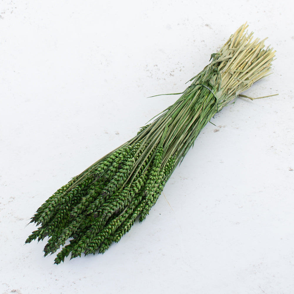 Wheat, (Triticum), Dried, Moss Green