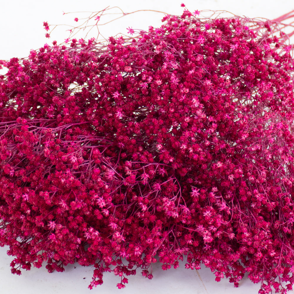 Broom bloom, Dried, Cerise