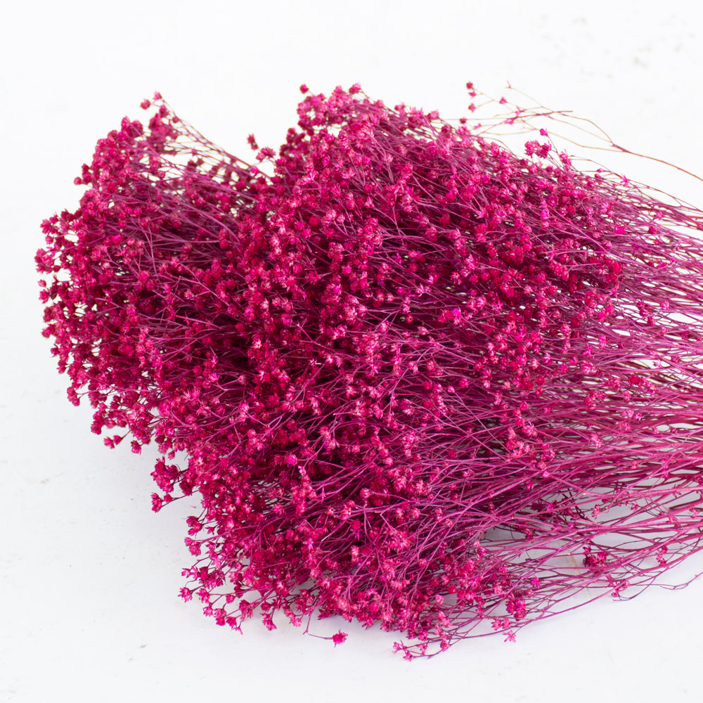 Broom bloom, Dried, Cerise