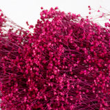 Broom bloom, Dried, Cerise