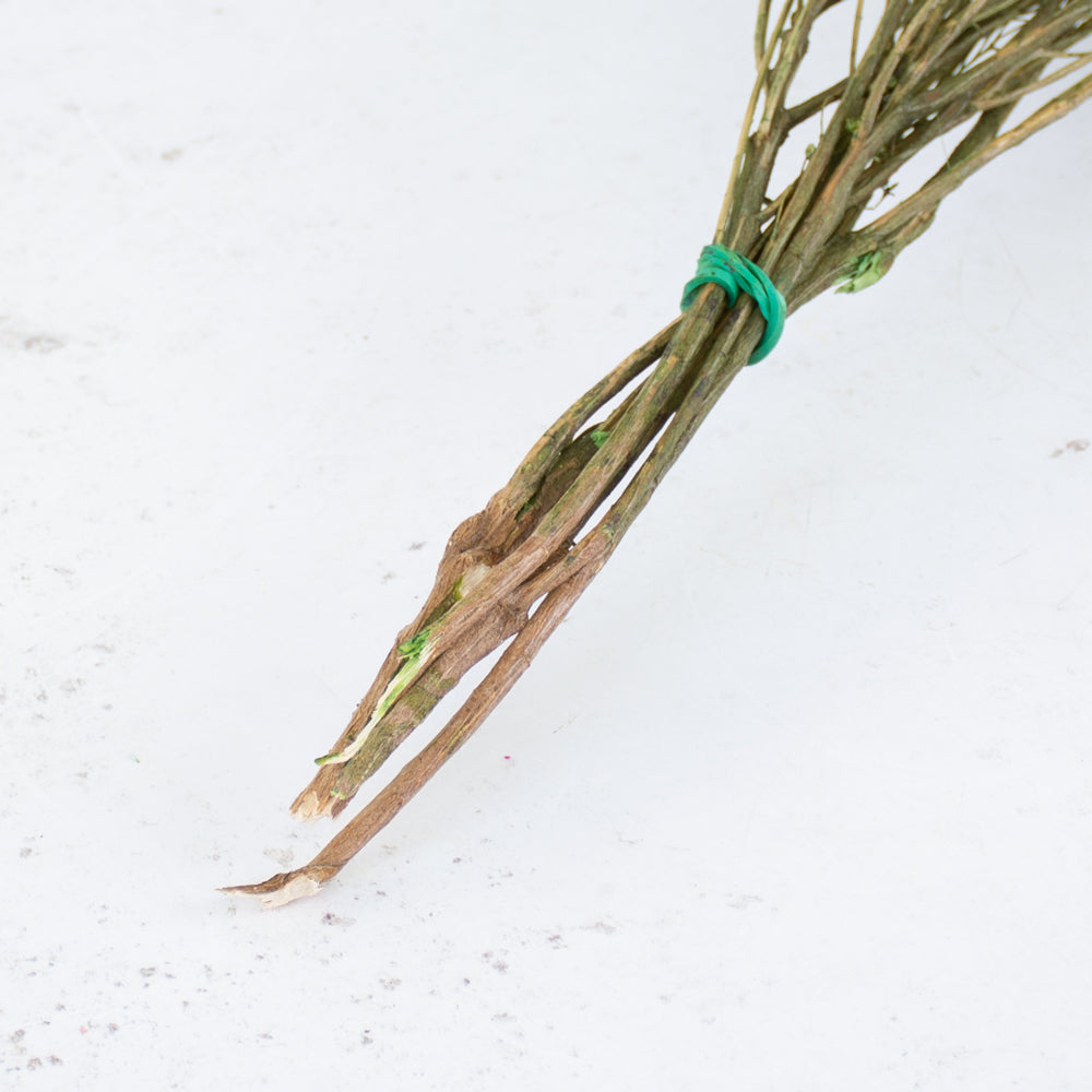 Broom bloom, Dried, Moss Green