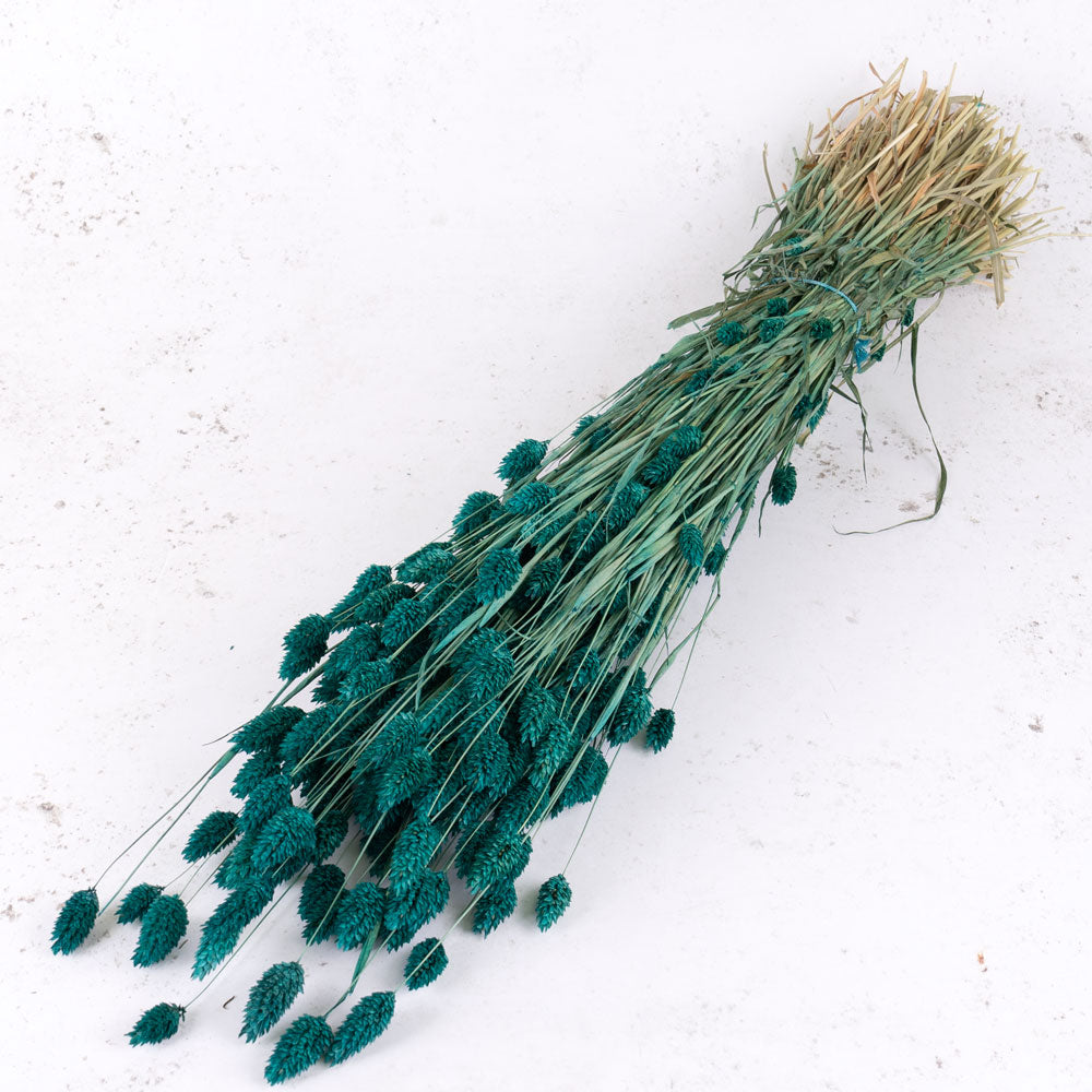 Phalaris, (Canary Grass), Dried, Emerald Green, 70cm