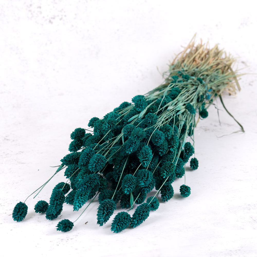 Phalaris, (Canary Grass), Dried, Emerald Green, 70cm