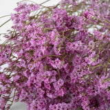 Limonium, Dried, Natural Light Pink, 60cm