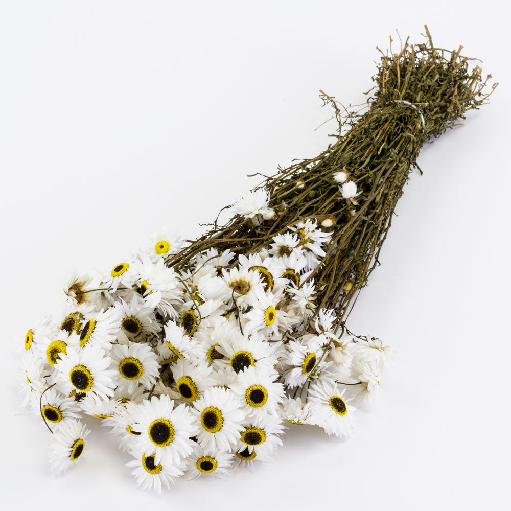 a bunch of white acrolinium flowers against a white background