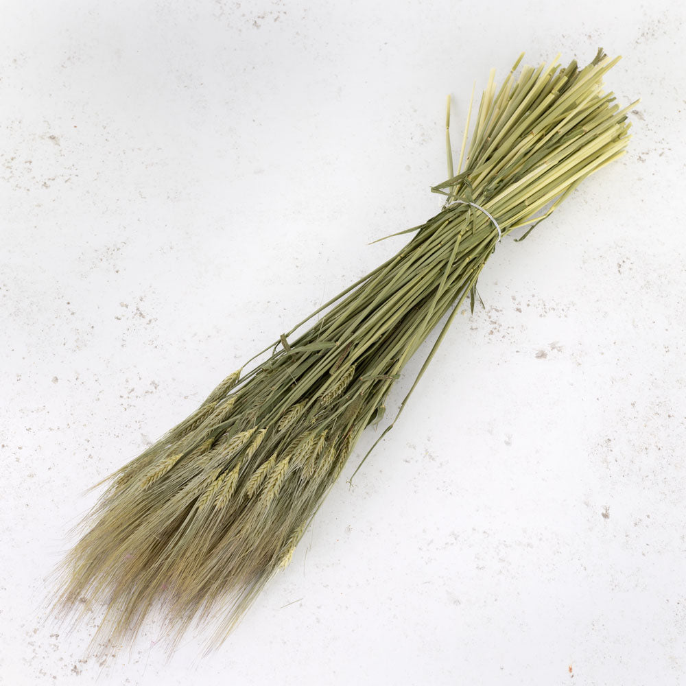 Dried Barley (Hordeum vulgare) Bunch Natural Finish