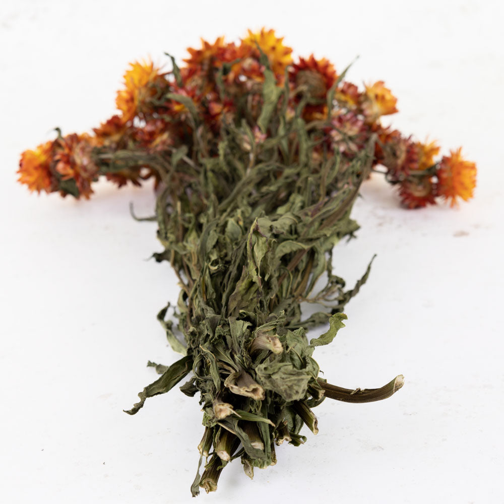 Helichrysum, Natural Orange