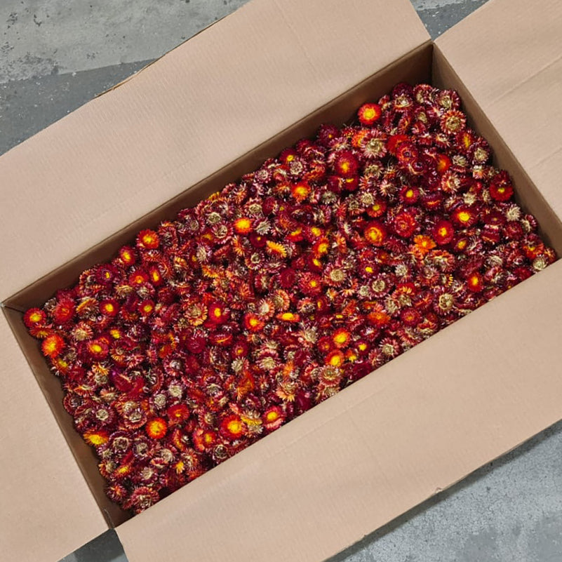 Helichrysum Heads, Natural Red, per 2kg box