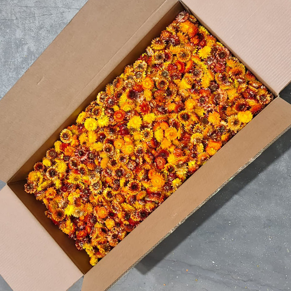 Helichrysum heads, natural orange, per 2kg Box