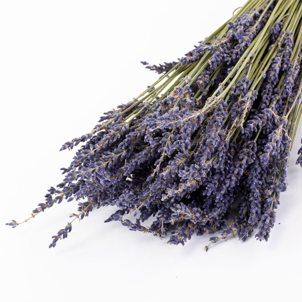 This image shows a bunch of naturally colloured lavender against a white background