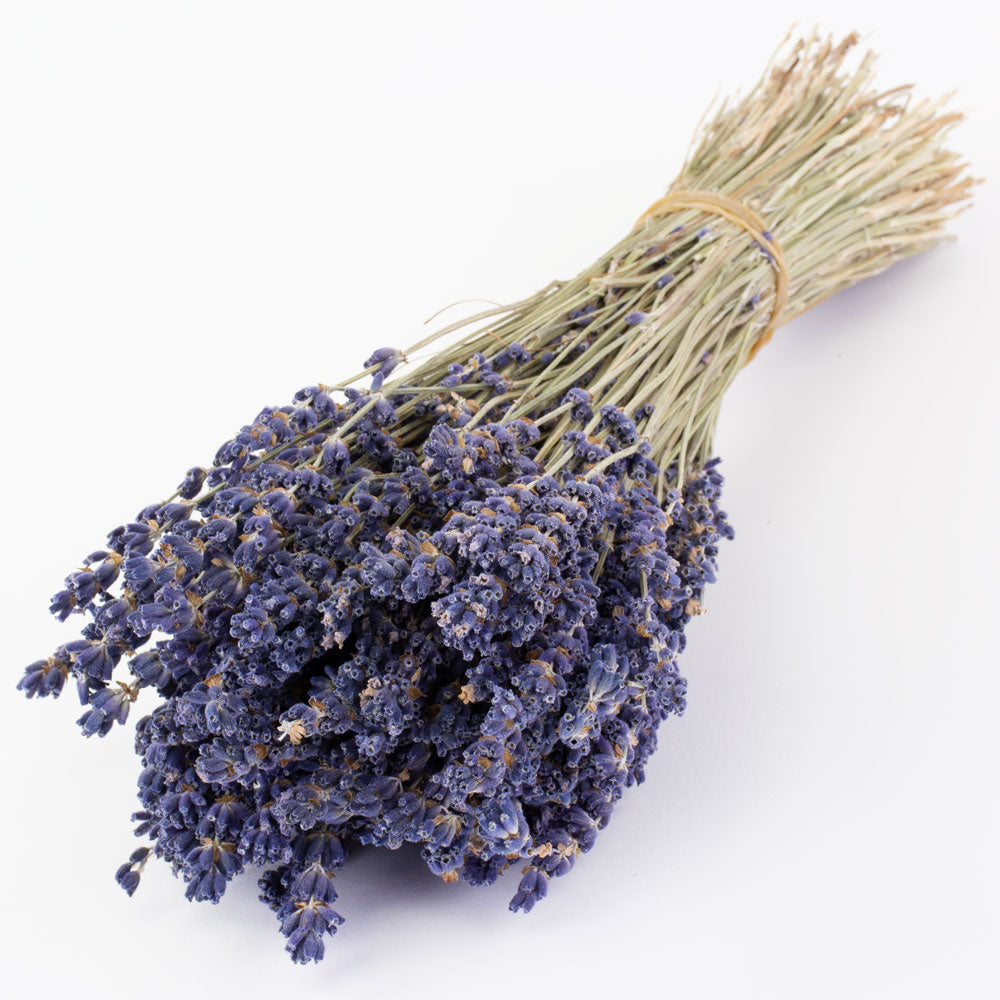 This image shows a bunch of naturally colloured lavender against a white background