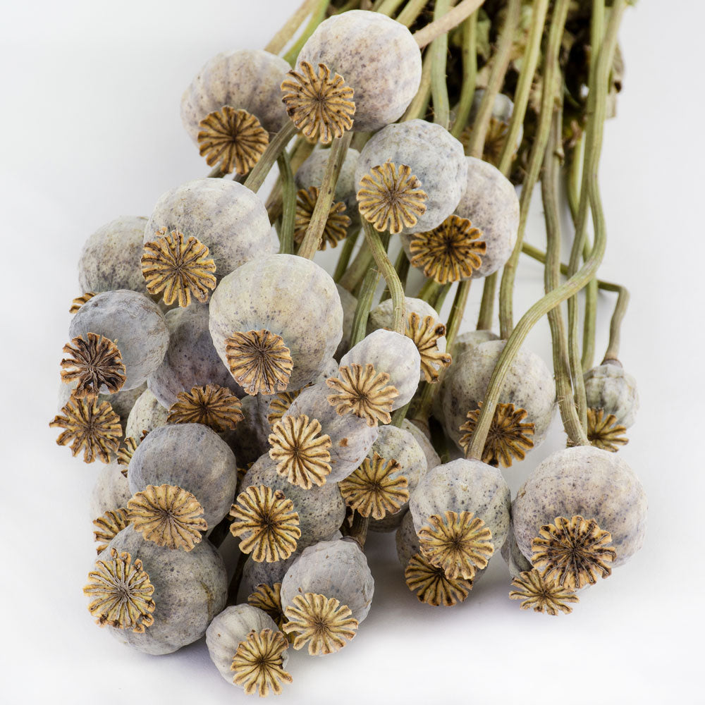 a bunch of dried poppy seed pods on stems in their natural green colour