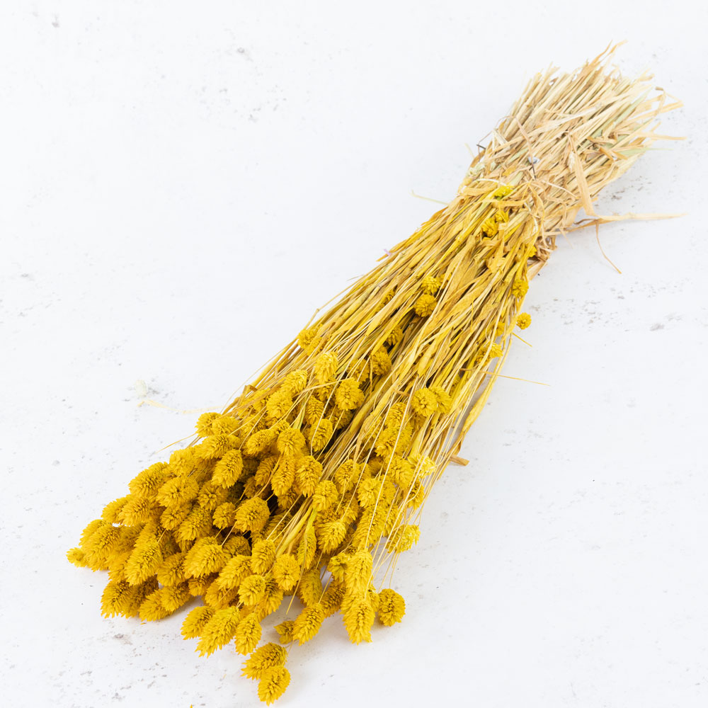 Phalaris, (canary grass), Yellow