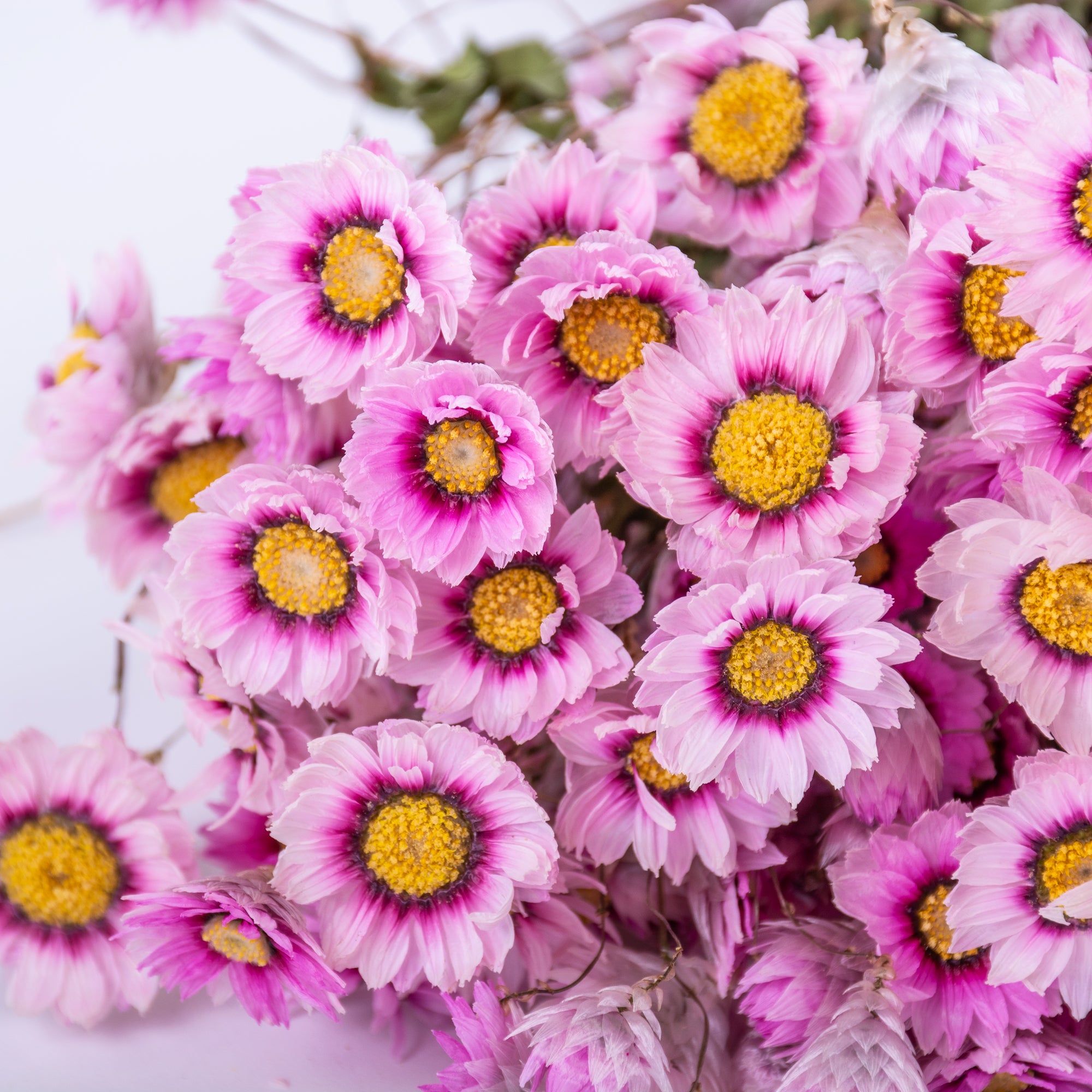 This image shows a bunch of pink Rodanthe flowers, laid on a white background.