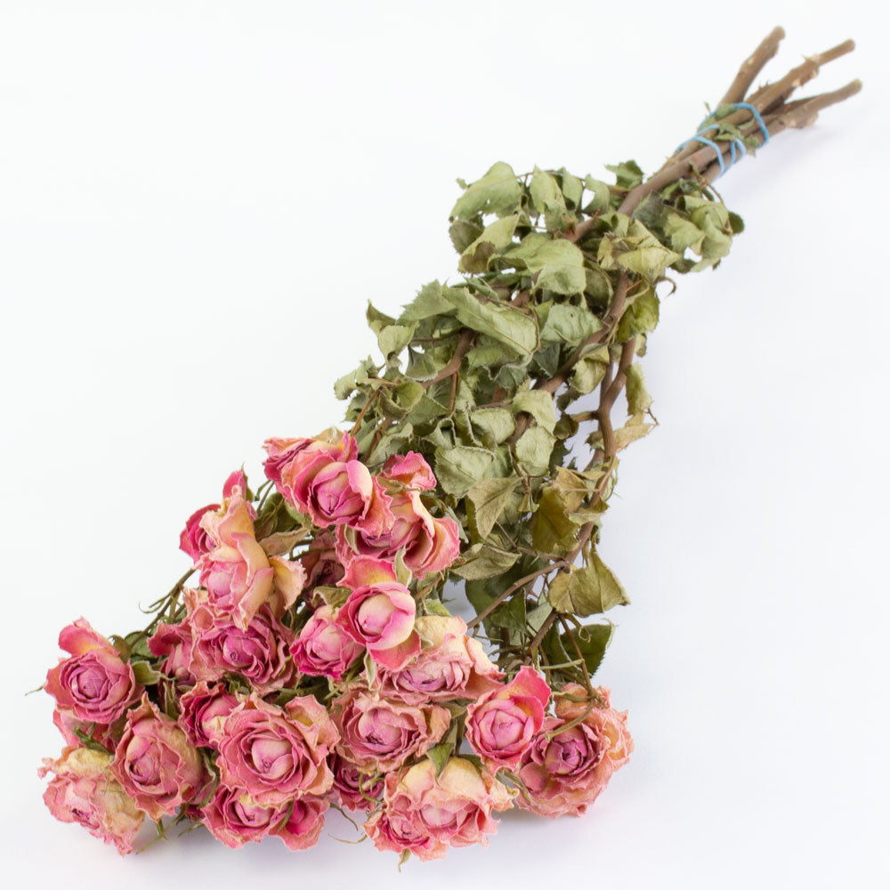 Spray Roses, Dried, Natural Light Pink, x 10 Stems - Atlas Flowers