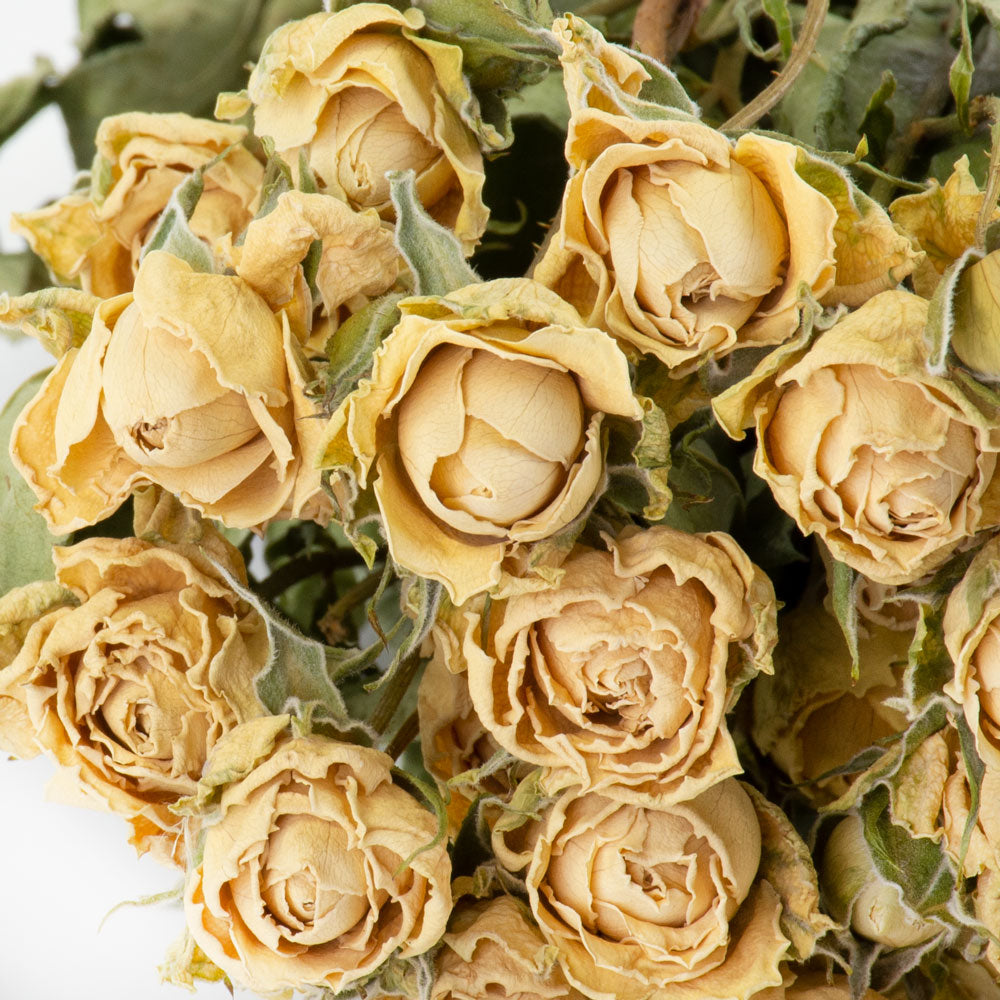 a bunch of dried white roses, which have an intensified, cream colour