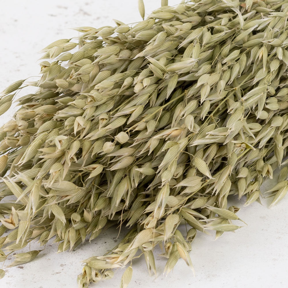 Oats, Natural Green, Bunch