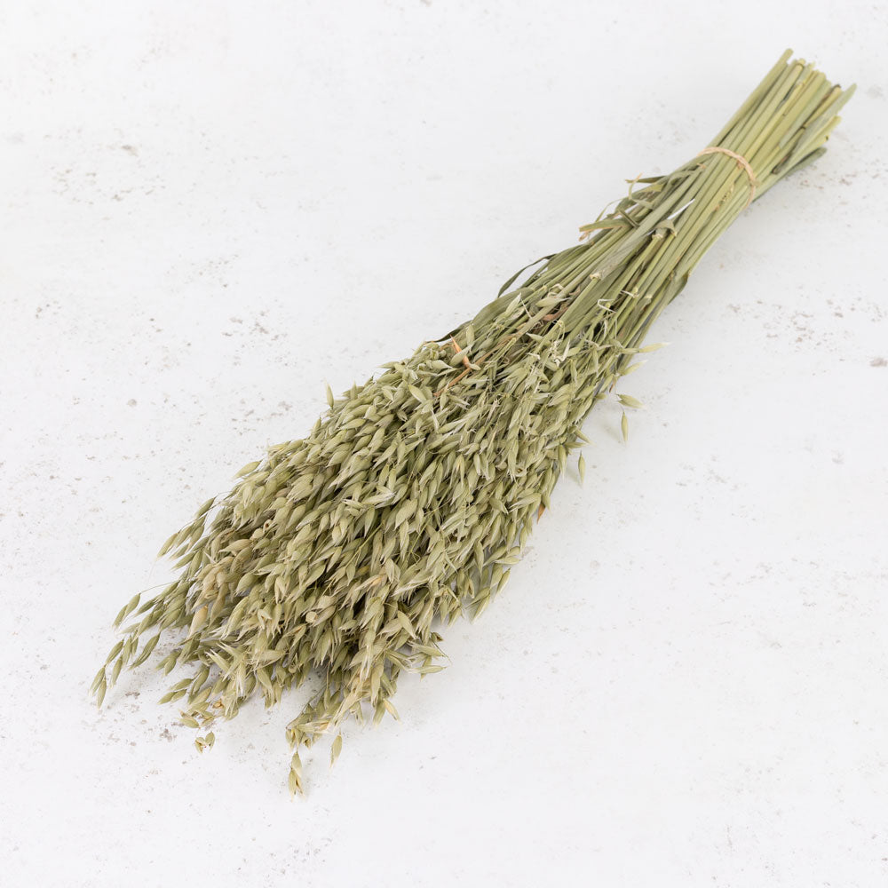 Oats, Natural Green, Bunch