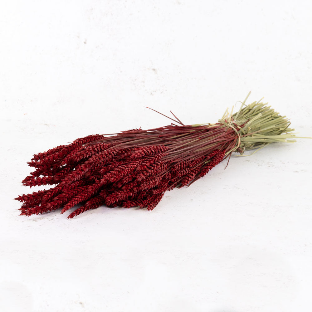 Wheat, (triticum), Red