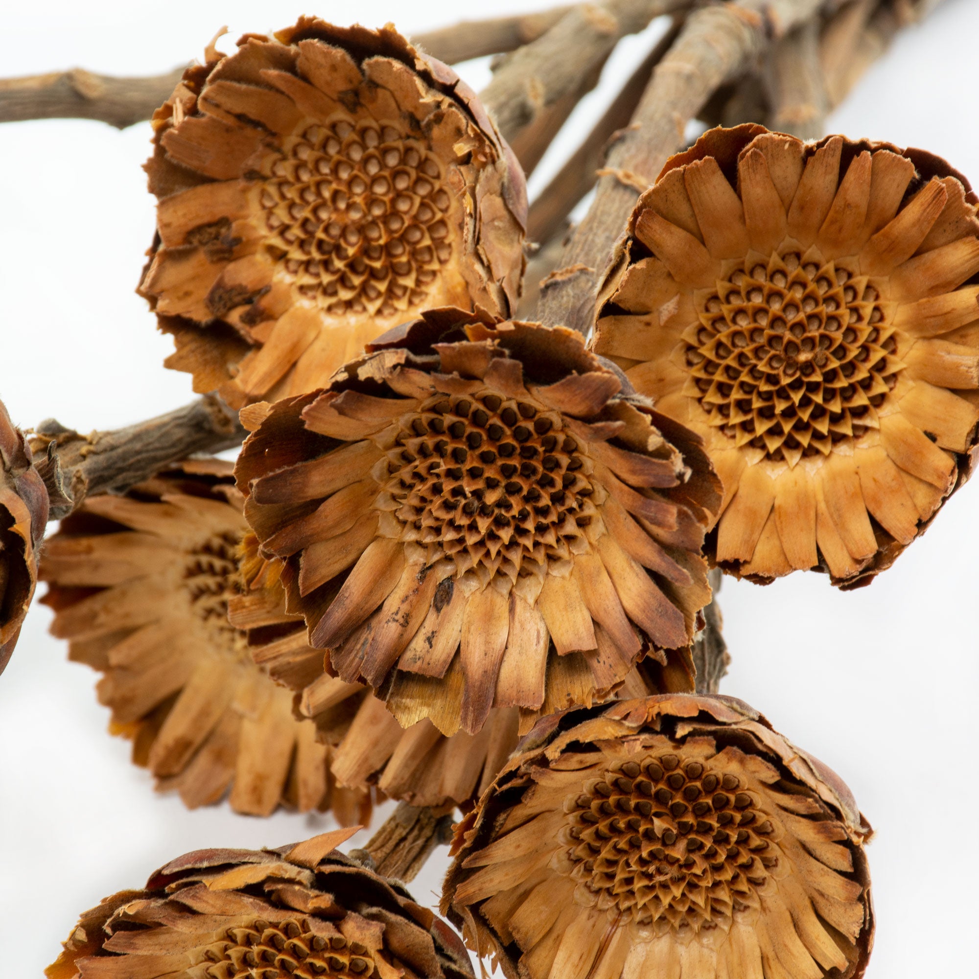 This image shows a bunch of 10 Protea Compacta stems, against a white background