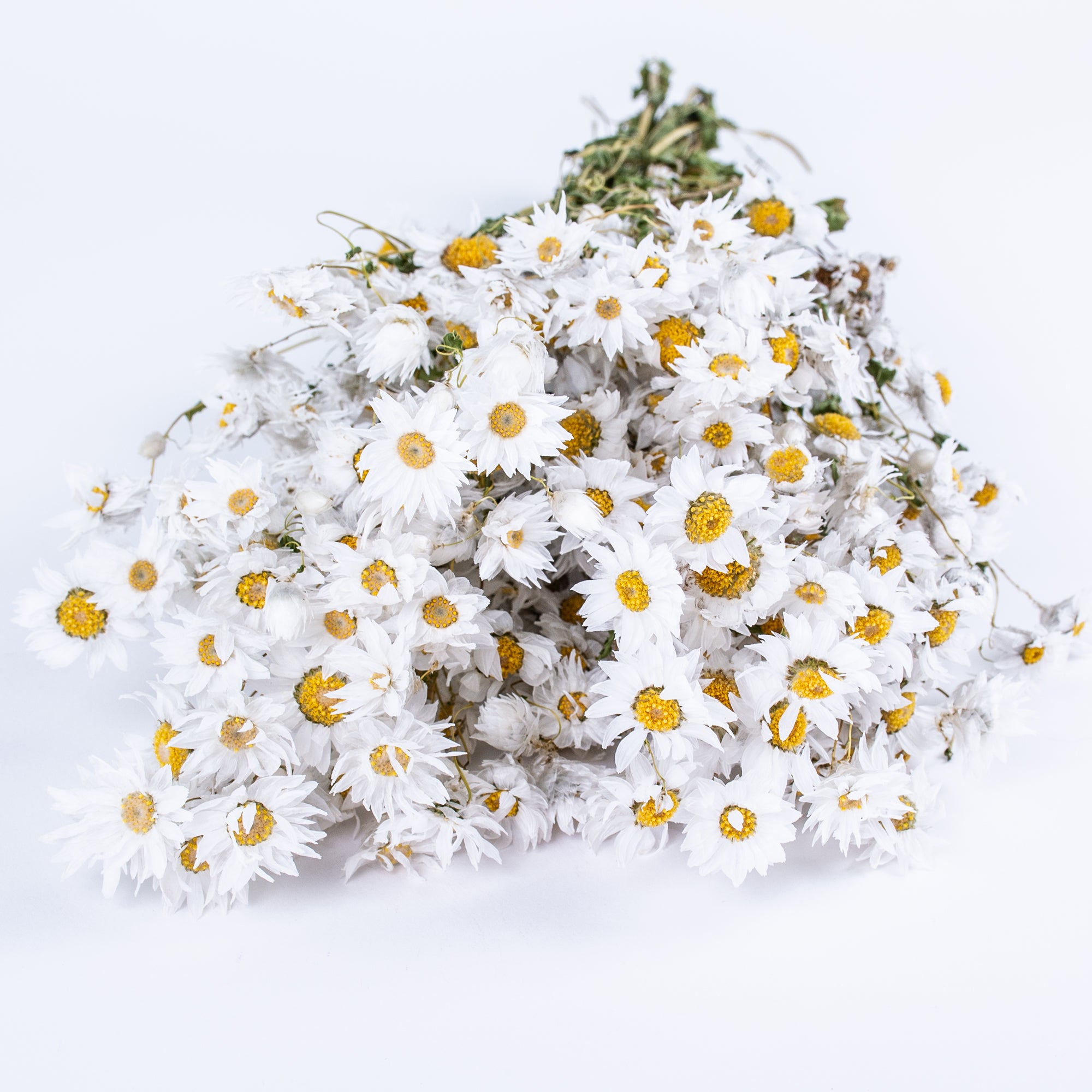 This image shows a bunch of white rodanthe flowers laid on a white background