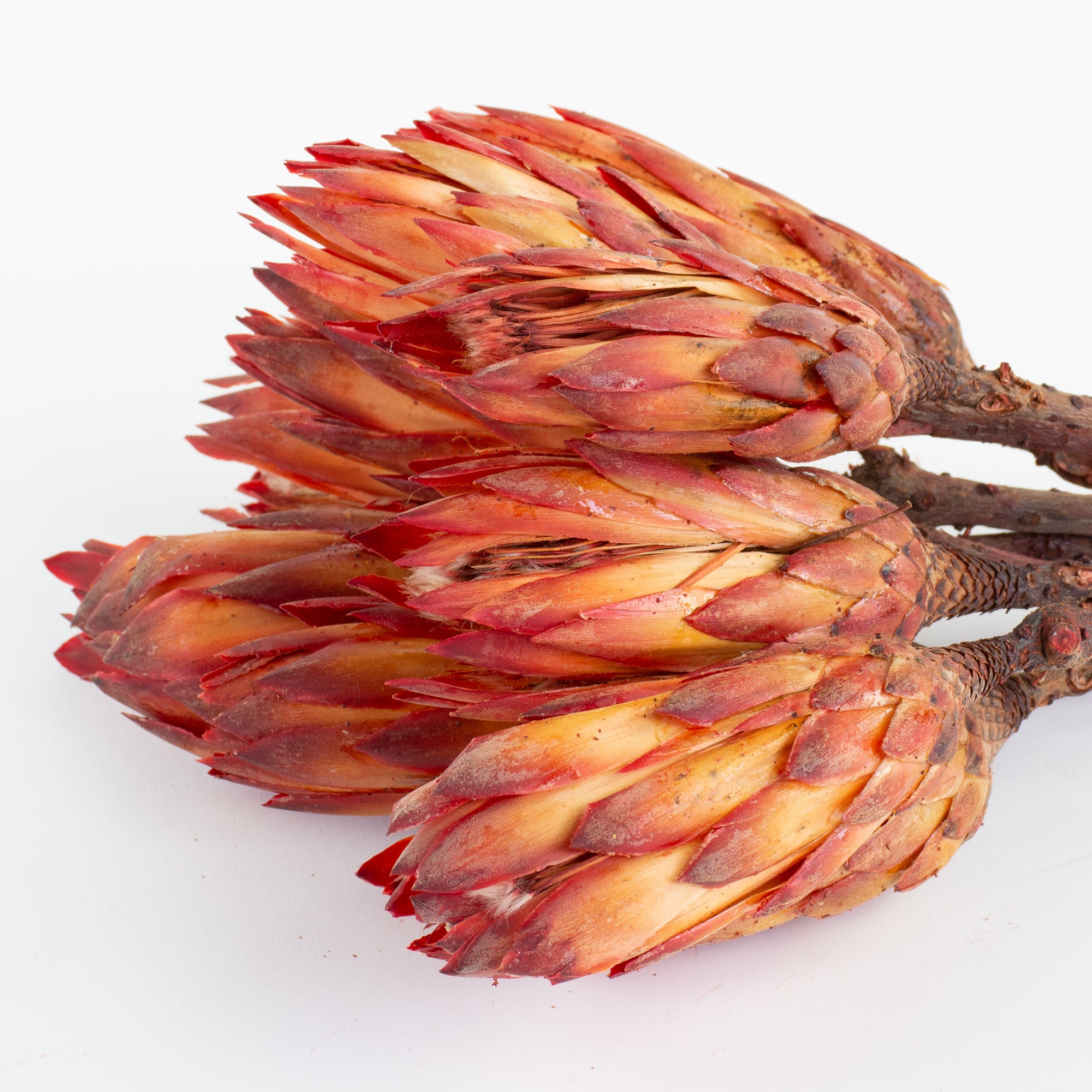 This is an image of a bunch of natural red protea repens pendula