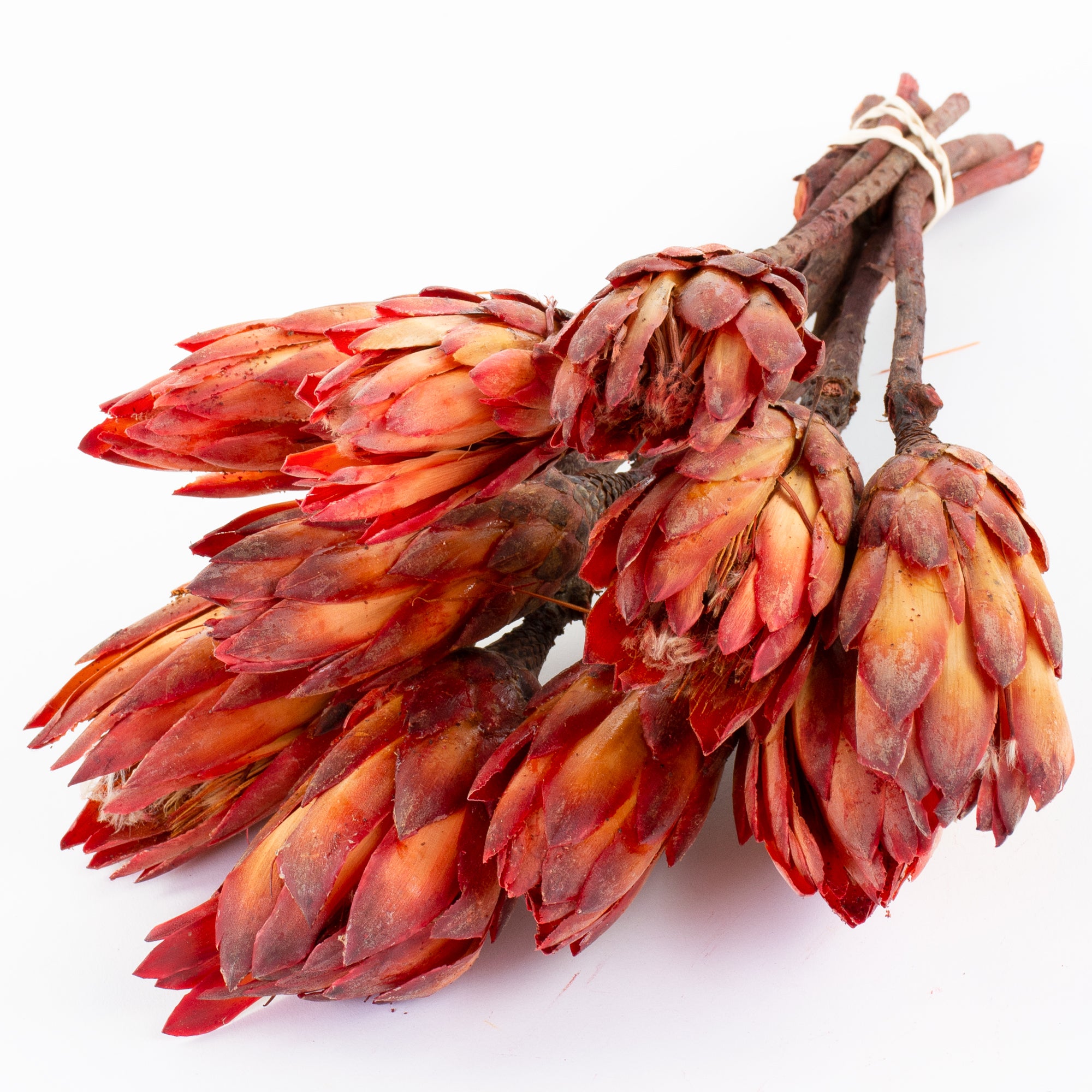 This is an image of a bunch of natural red protea repens pendula