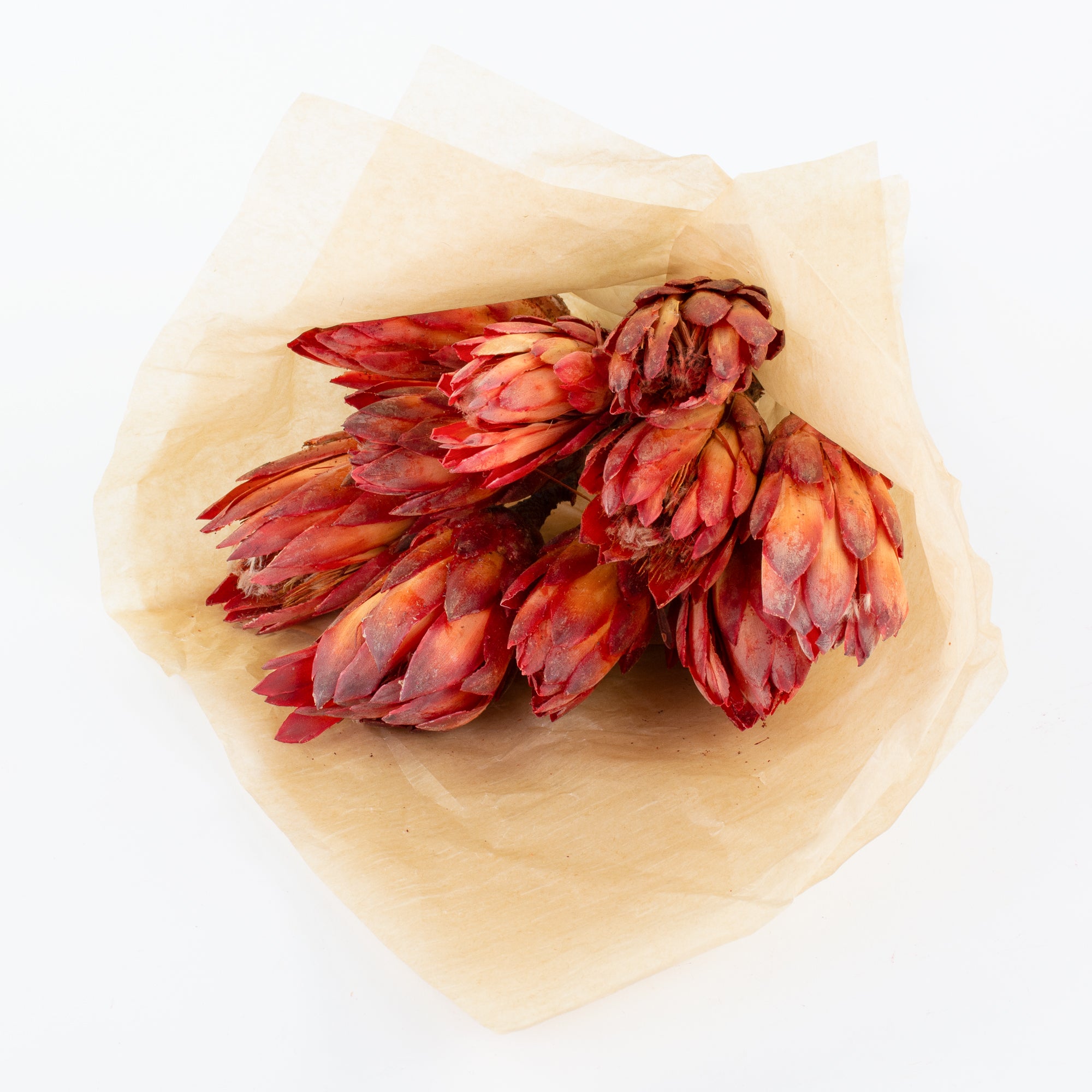 This is an image of a bunch of natural red protea repens pendula