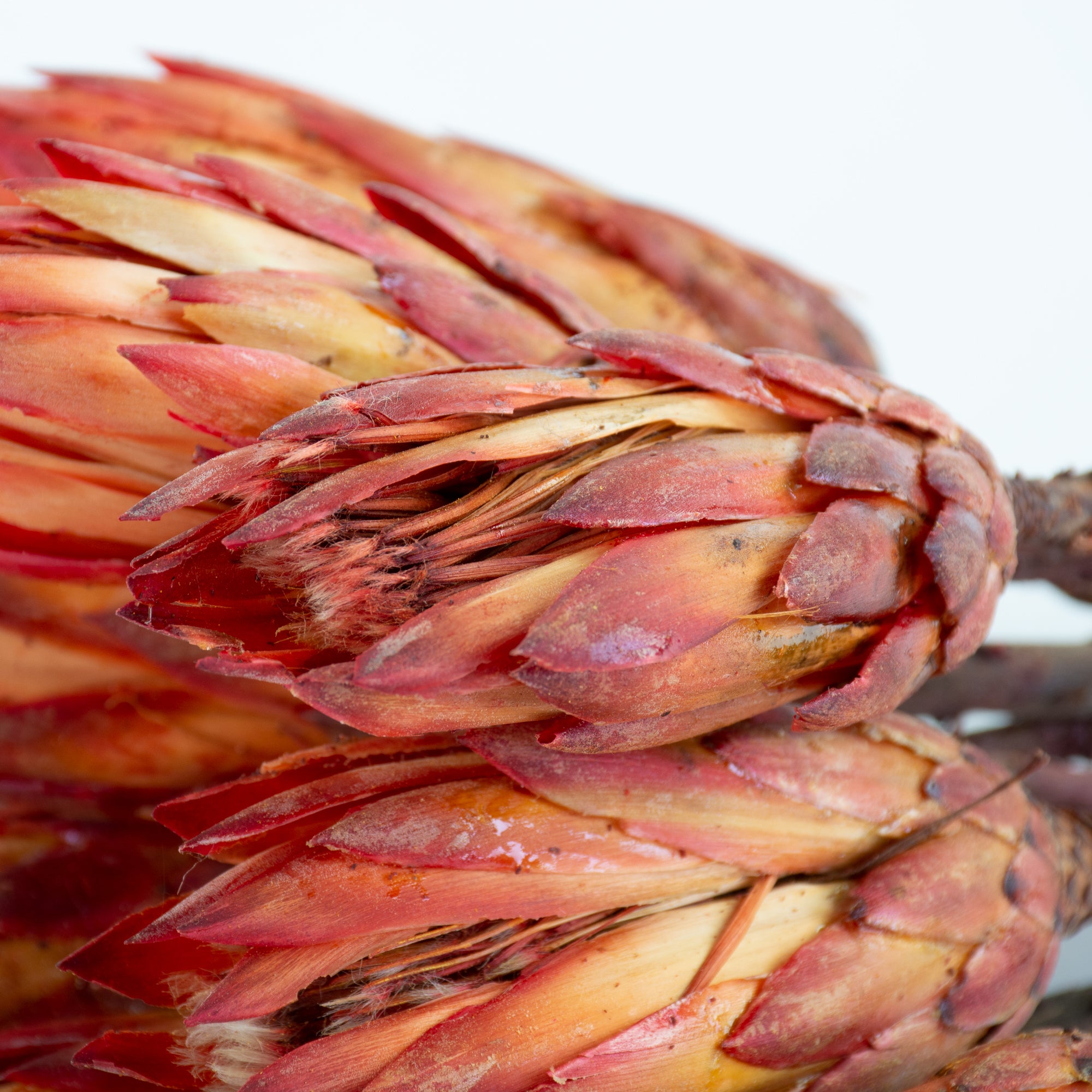 This is an image of a bunch of natural red protea repens pendula