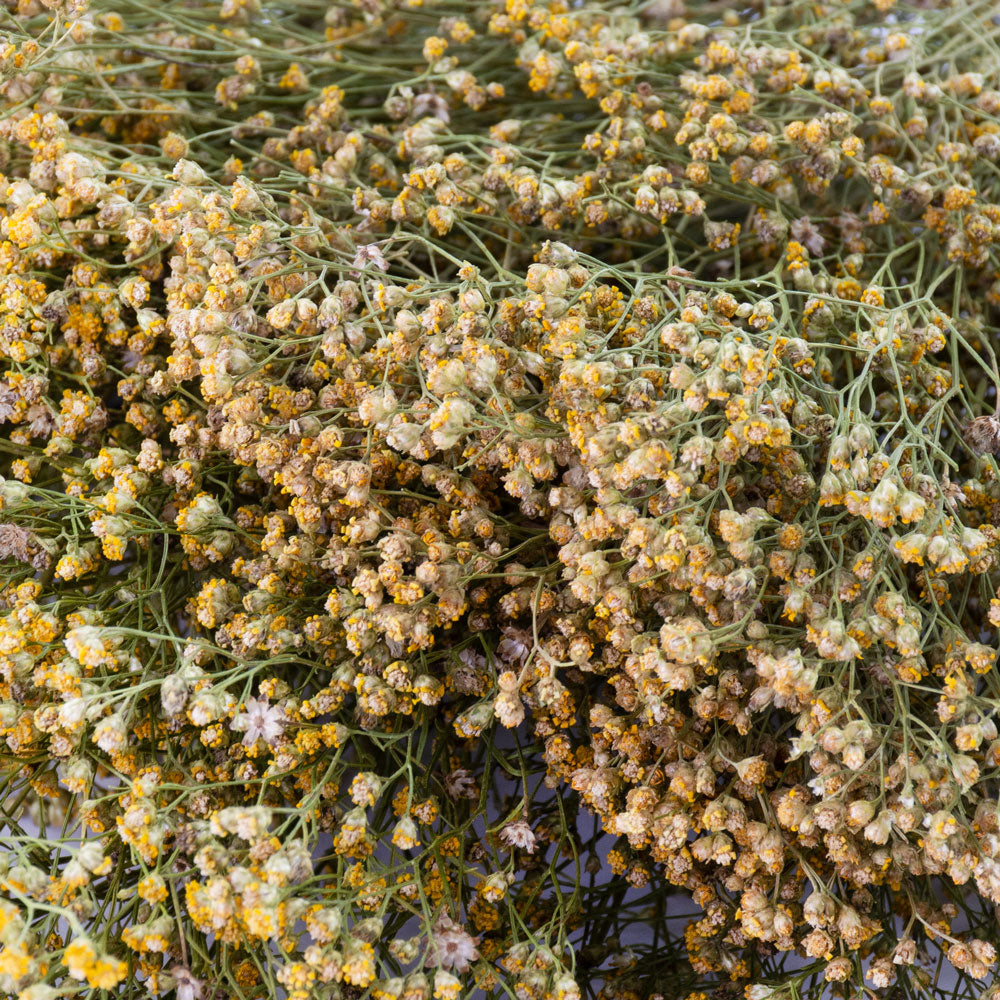 This image shows a bunch of naturally coloured broom bloom, showing yellows and muted greens, against a white background