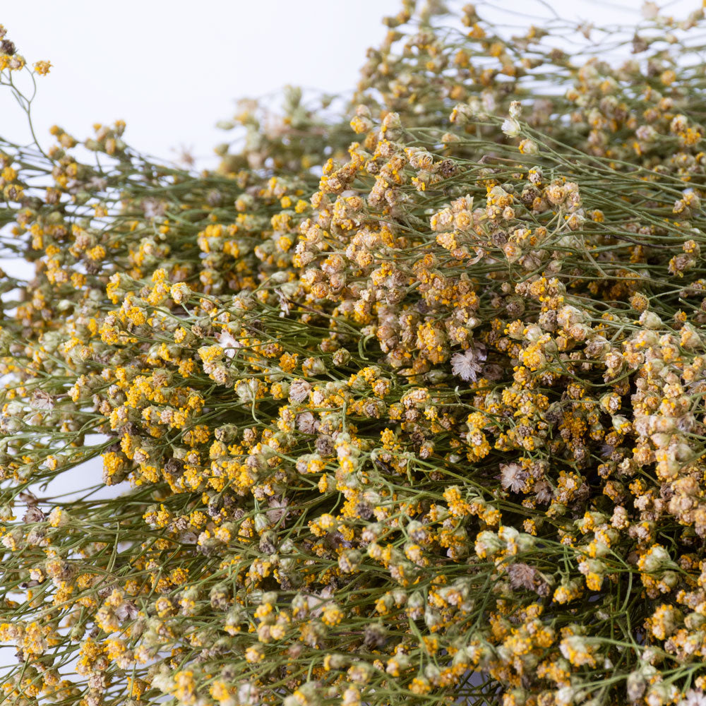 This image shows a bunch of naturally coloured broom bloom, showing yellows and muted greens, against a white background