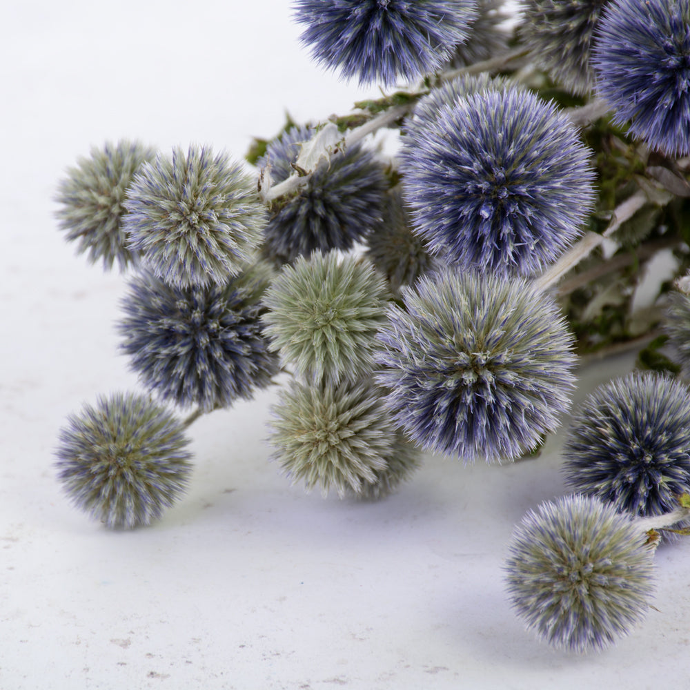 Dried Echinops, Natural Blue Bunch.