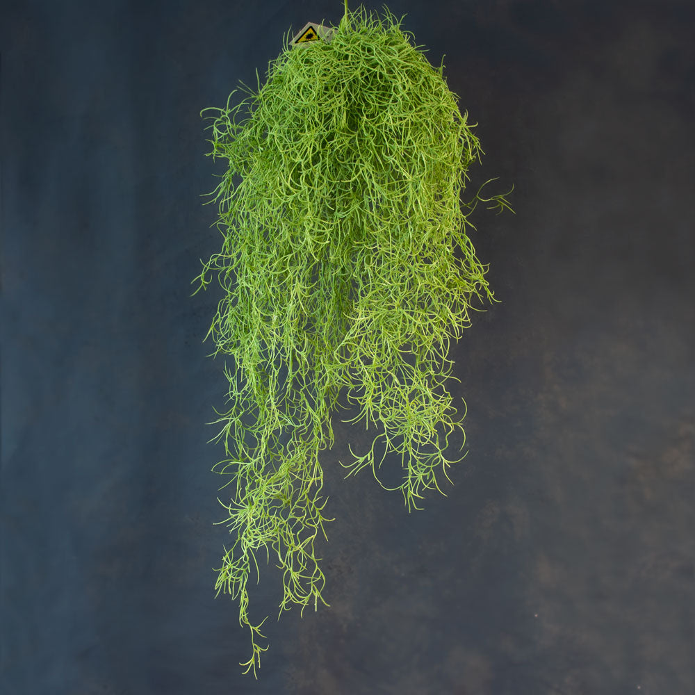 Faux Tillandsia Hanger (Spanish Moss)