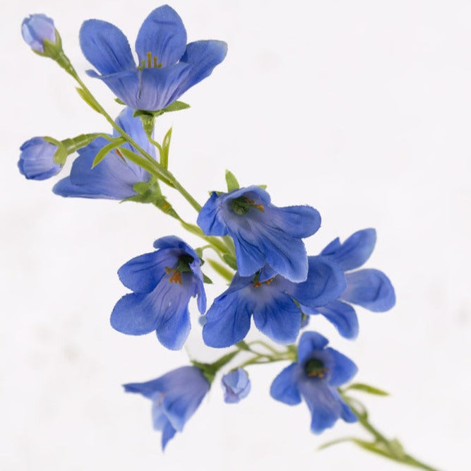 Campanula, Blue, 66cm