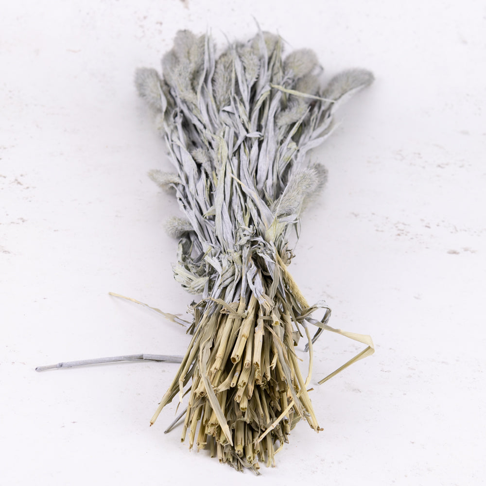 Setaria, (Foxtail Grass), Grey Misty