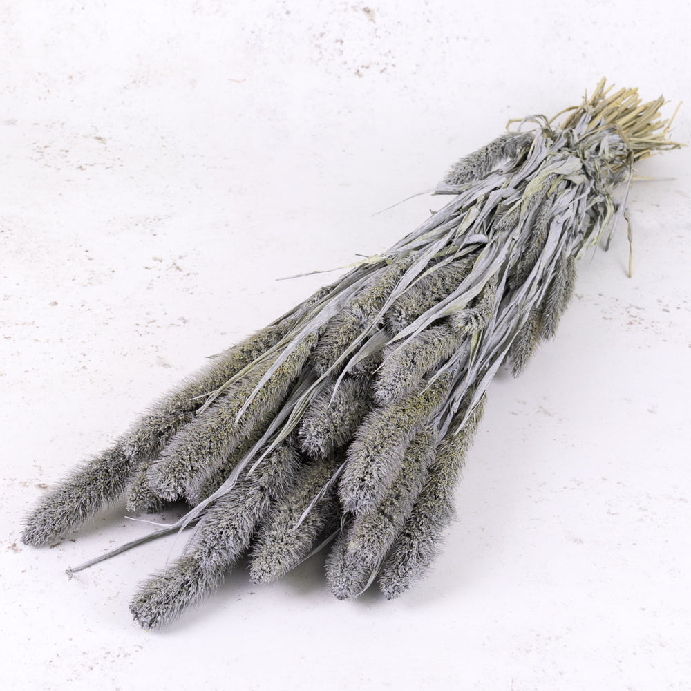 Setaria, (Foxtail Grass), Grey Misty