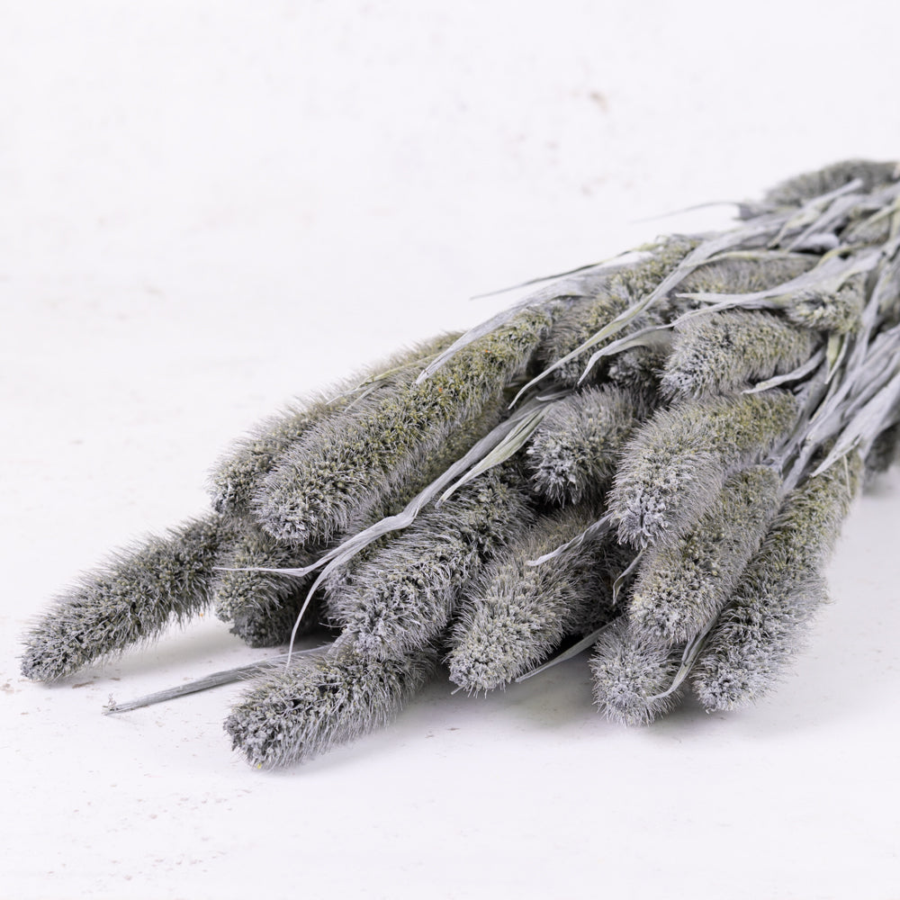 Setaria, (Foxtail Grass), Grey Misty