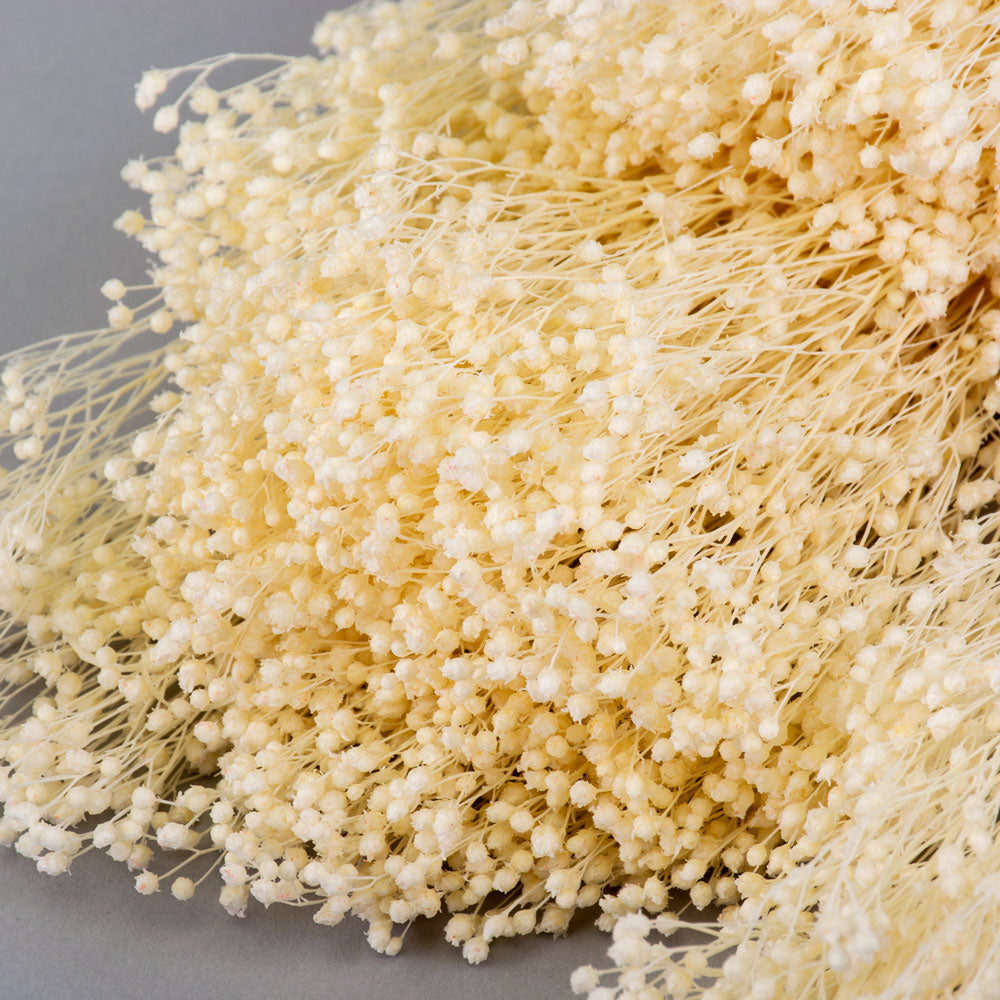 This image shows a bunch of broom bloom that has been preserved and bleached to give it a delicate creamy-white colour. It is set against a light grey background.