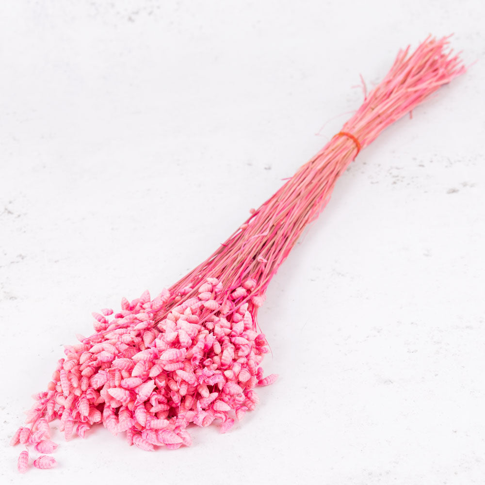 Phalaris, Fuchsia Pink