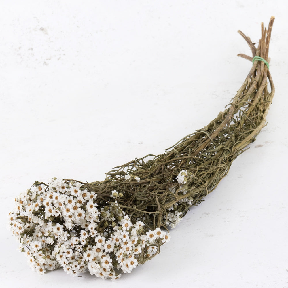 Ixodia, Natural White, 60cm, 10 Stem Bunch