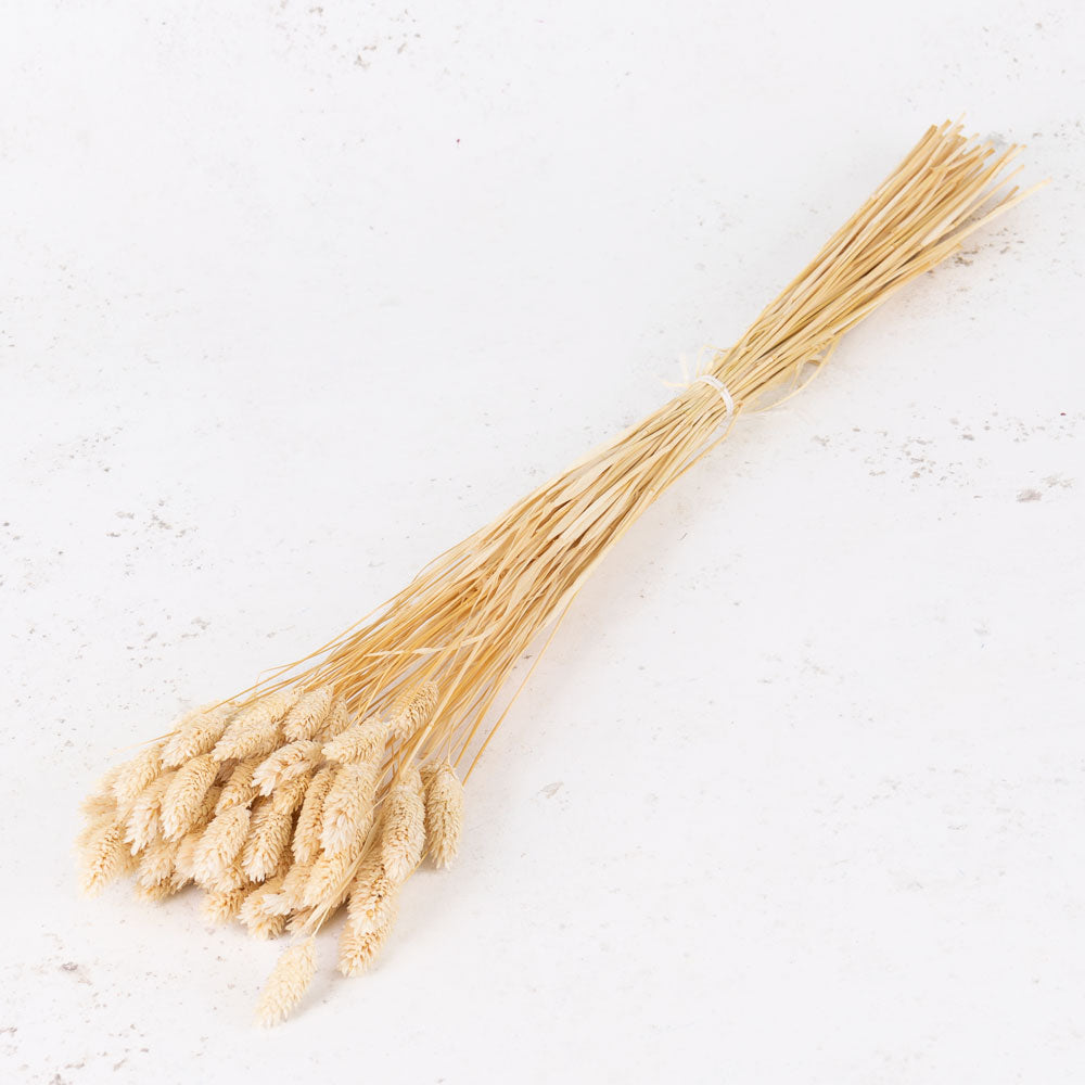 Phalaris, (Canary Grass), Bleached White, 100g
