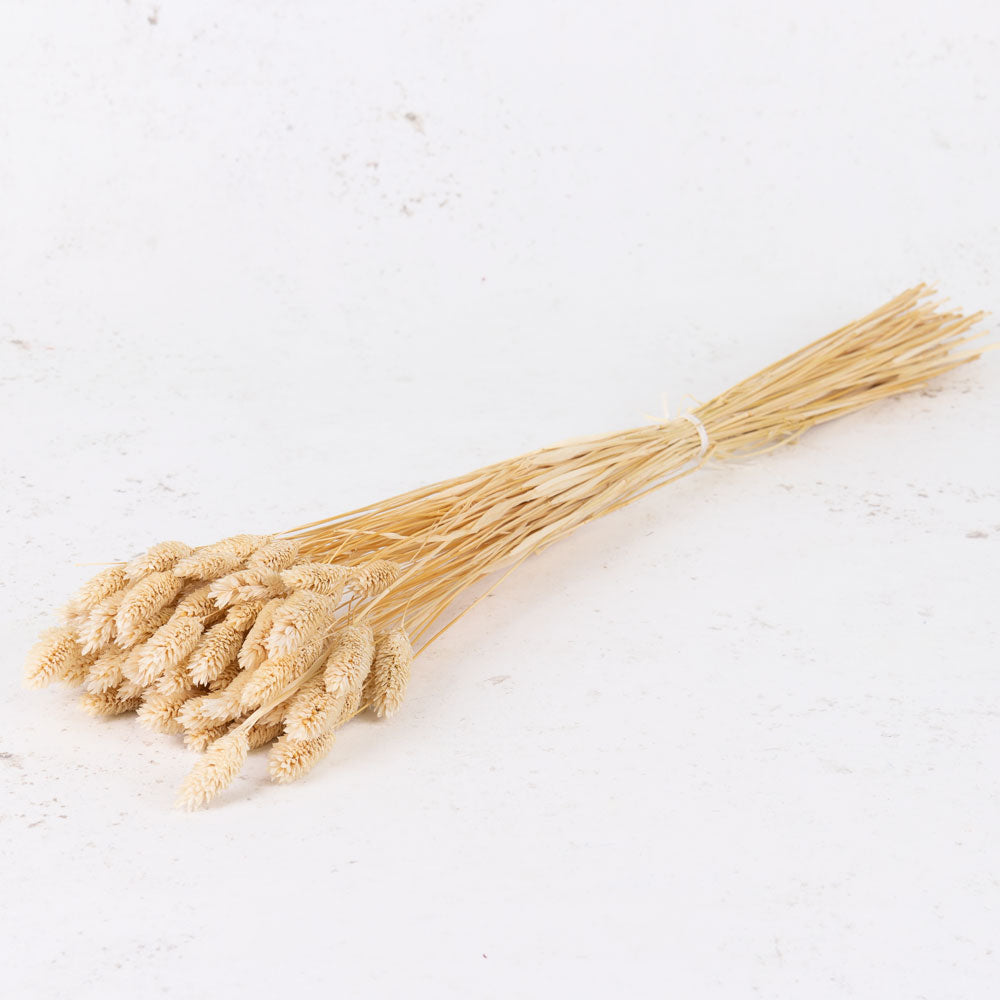 Phalaris, (Canary Grass), Bleached White, 100g