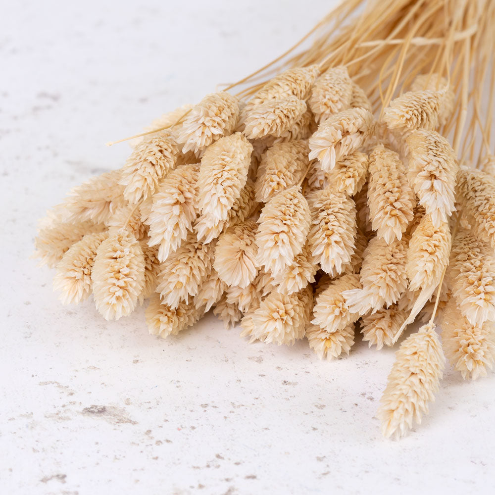 Phalaris, (Canary Grass), Bleached White, 100g