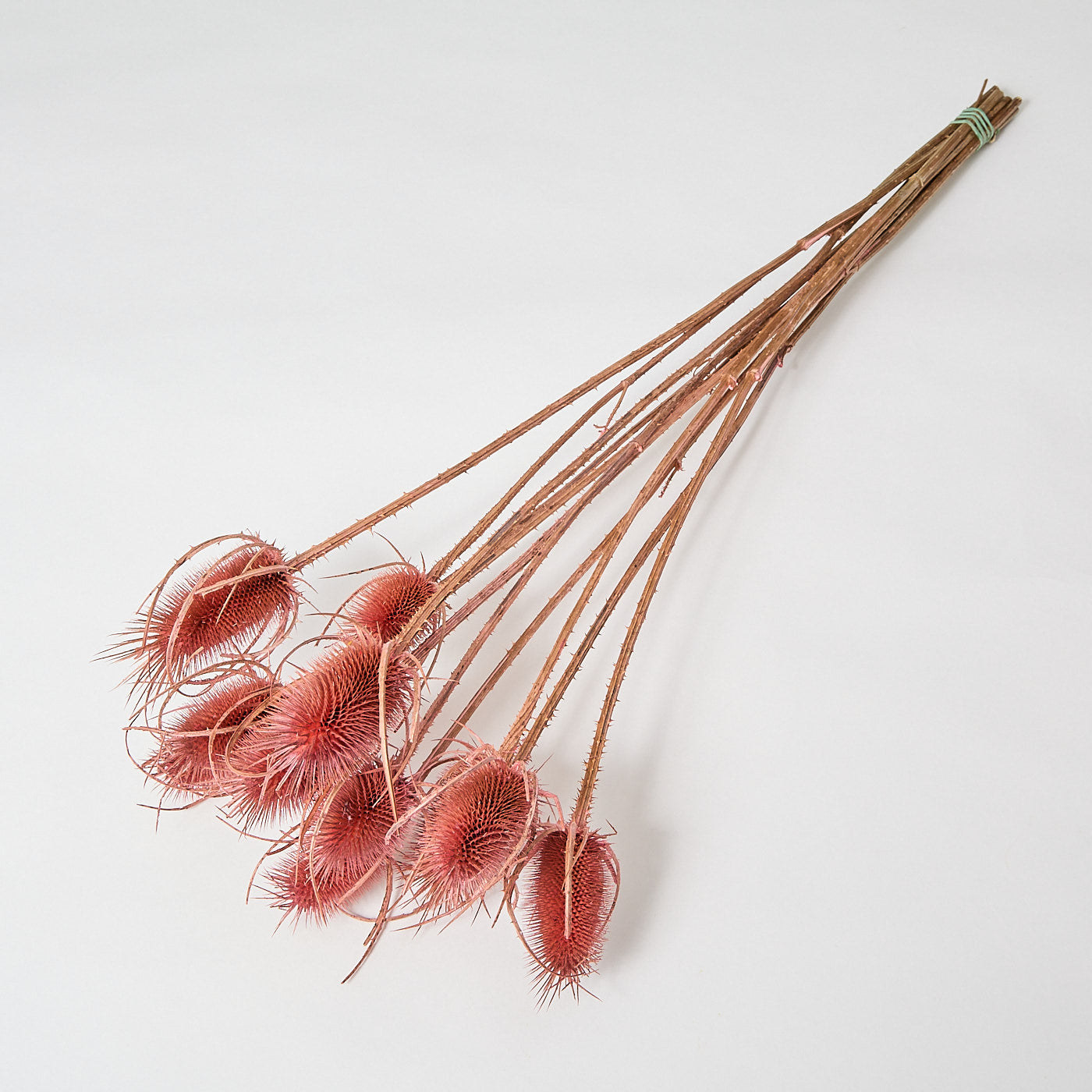 This is a bunch of chardon thistles, or teasles. They are 55cm long and are bunched in 10s. The are a rosy pink colour.