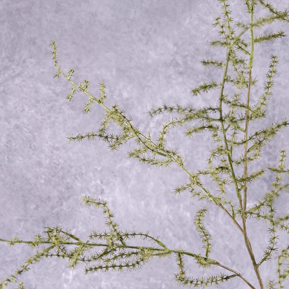 Close up detail of an Artificial Asparagus Fern,  Wild Asparagus, Green, 130cm