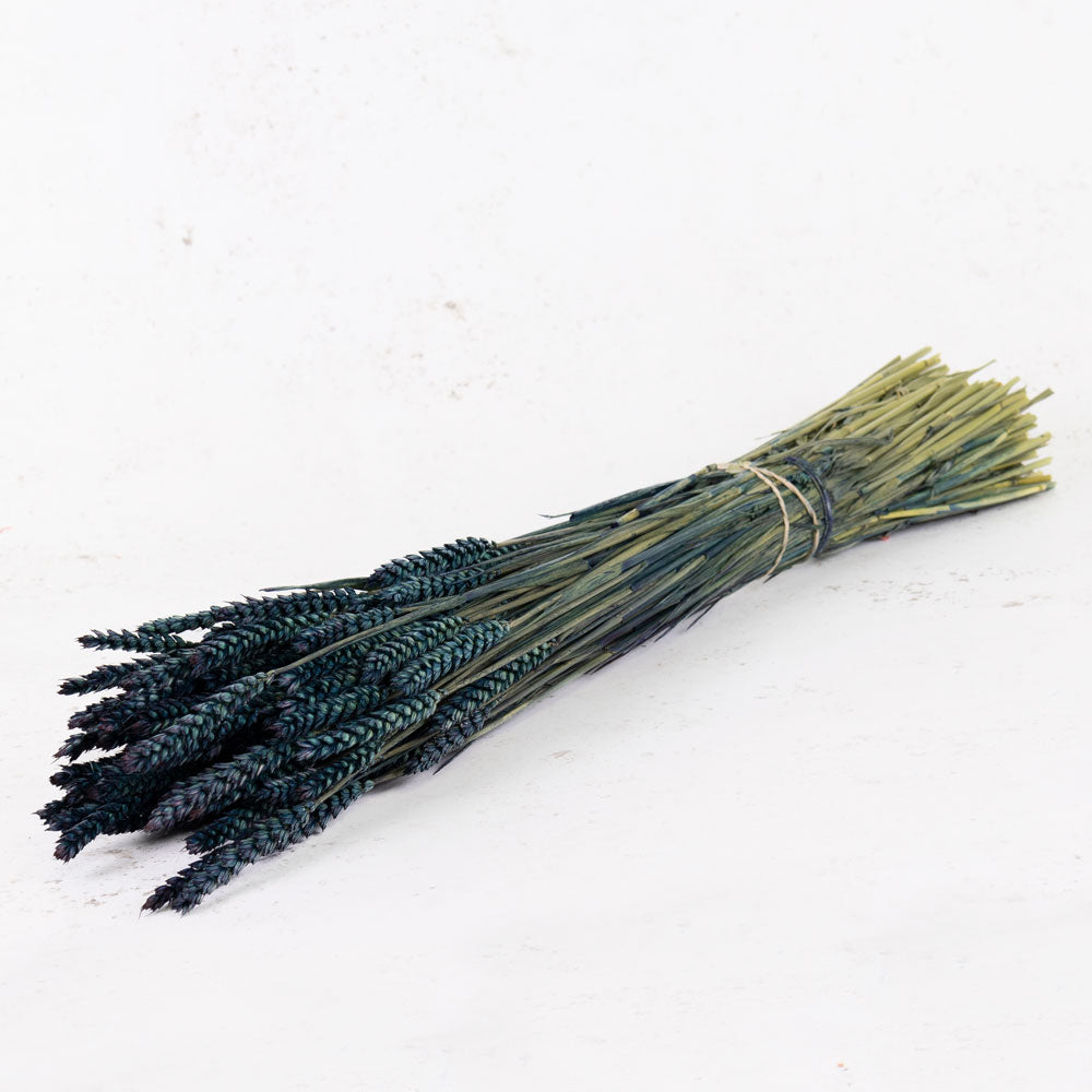 Wheat, (triticum), Dark Blue