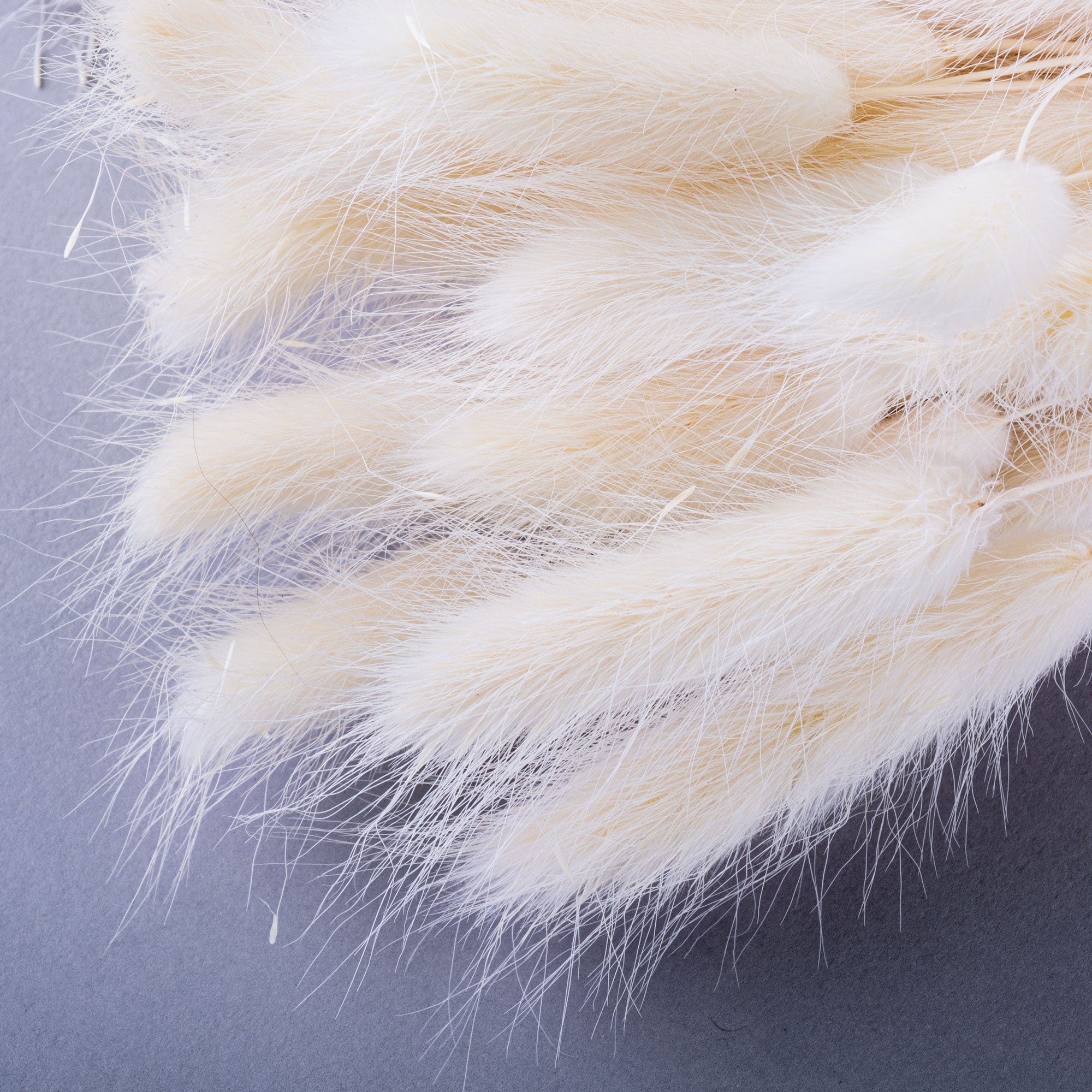 This image shows a bunch of bleached white lagurus ovatus, against a light grey background