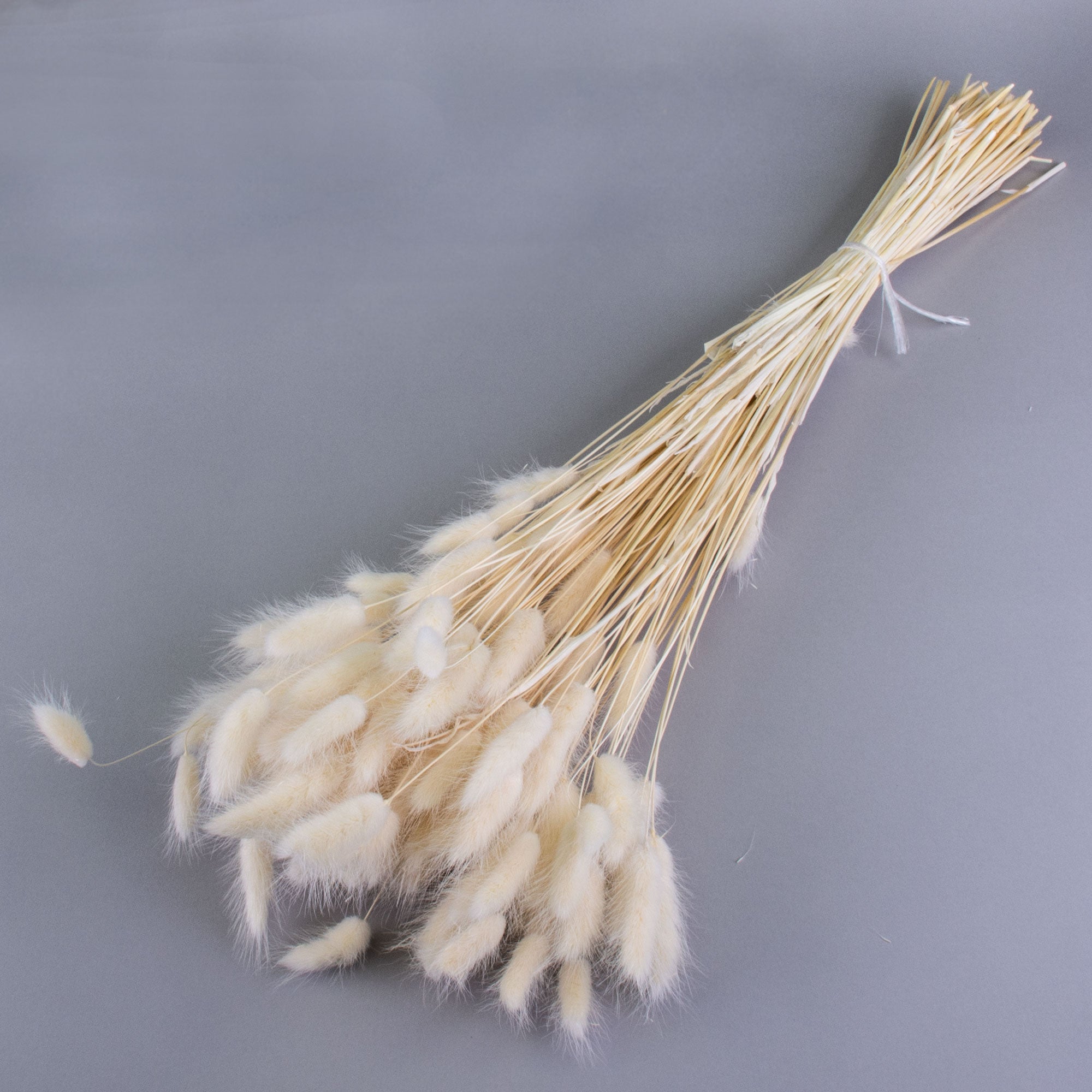 This image shows a bunch of bleached white lagurus ovatus, against a light grey background