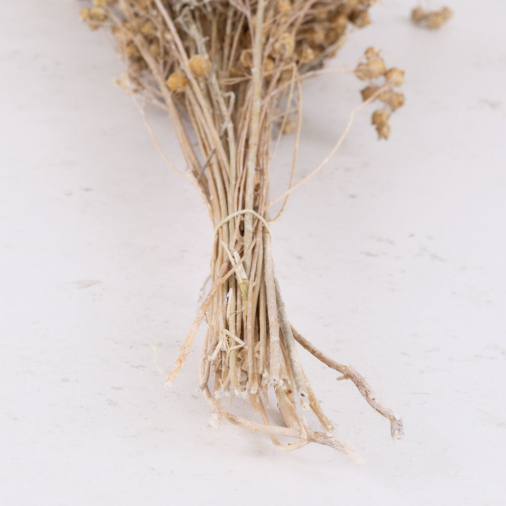 Dried Linum, Flax, Bleached White