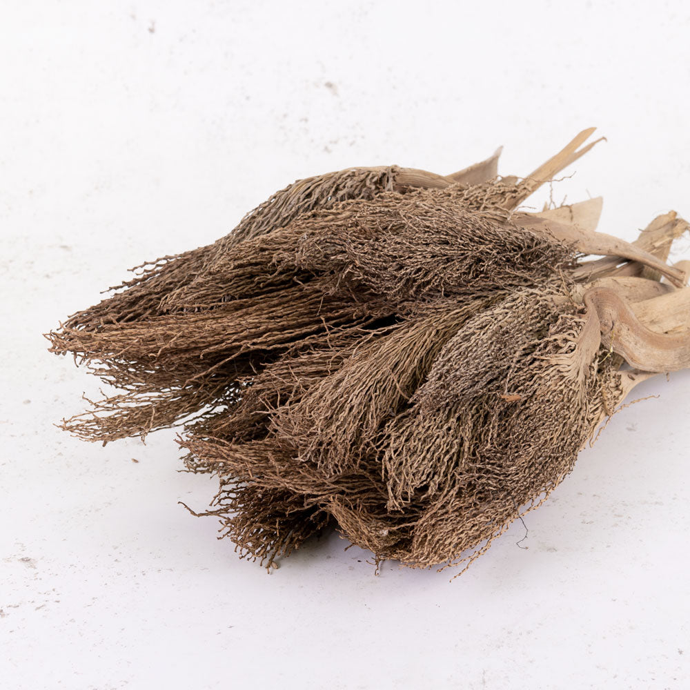 Palm Twizzle, Natural, x 25 Stems